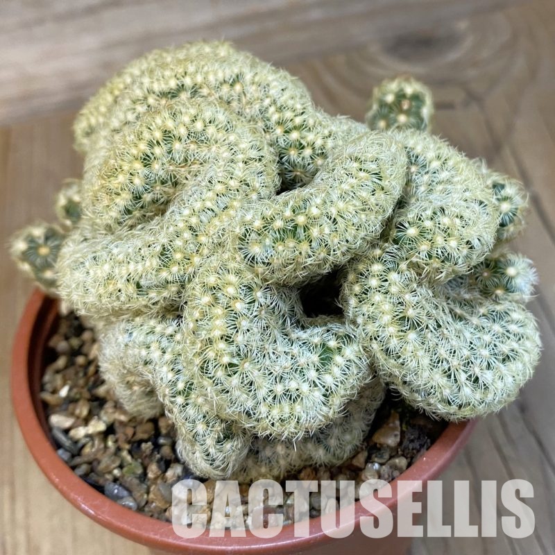 SH31388 Mammillaria perbella f. cristata