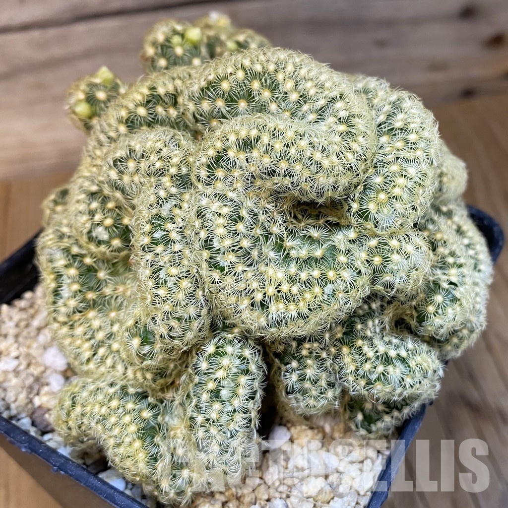 SH31389 Mammillaria perbella f. cristata