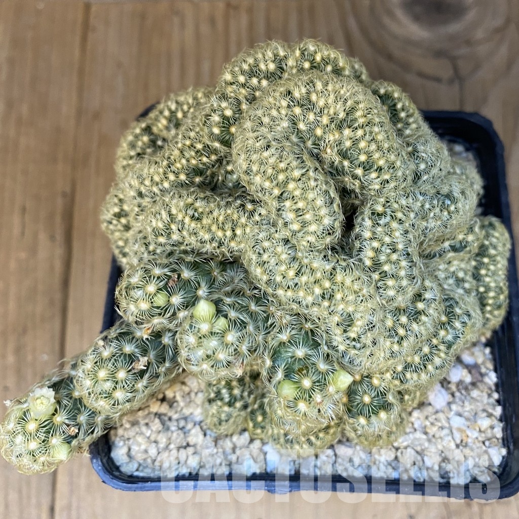 SH31389 Mammillaria perbella f. cristata - Image 2