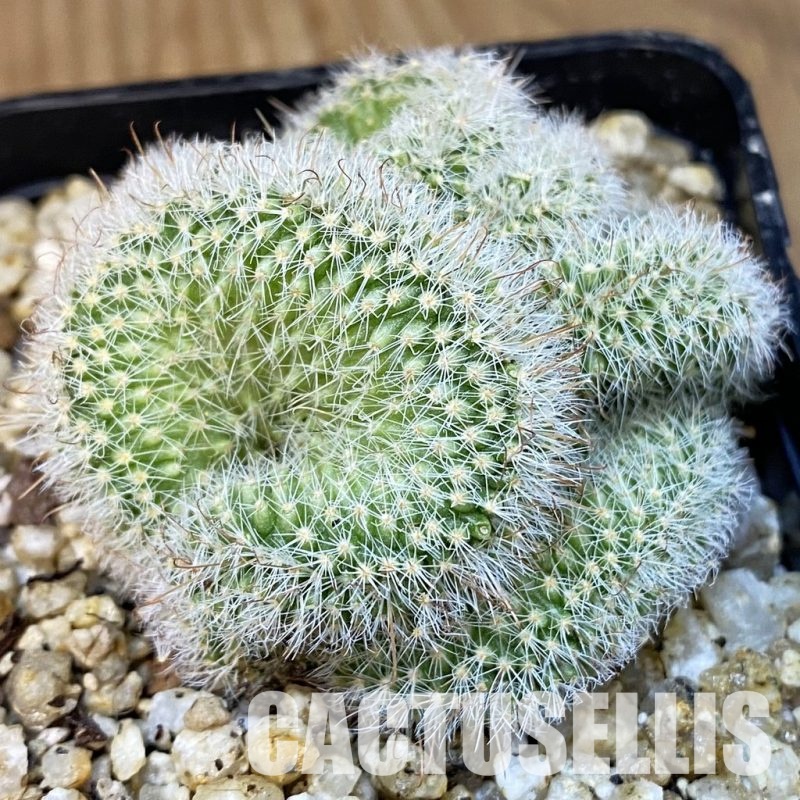 SH31390 Mammillaria spinosissima rubrispina f. cristata