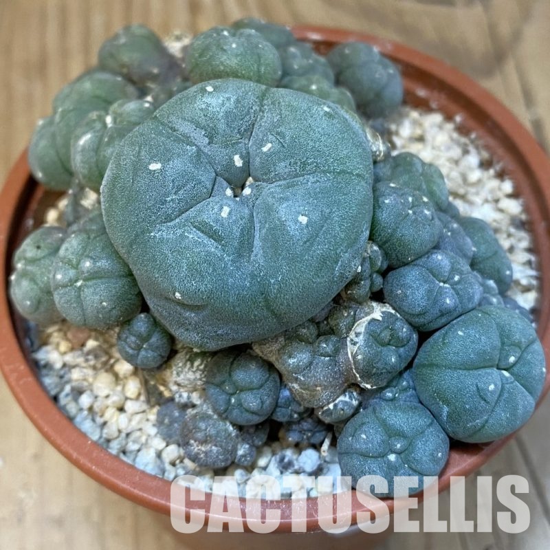 SH31391 Anhalonium williamsii, 10 years old