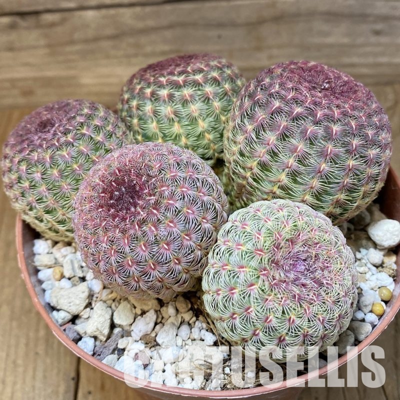 SH31372 Echinocereus rigidissimus v. rubispinus