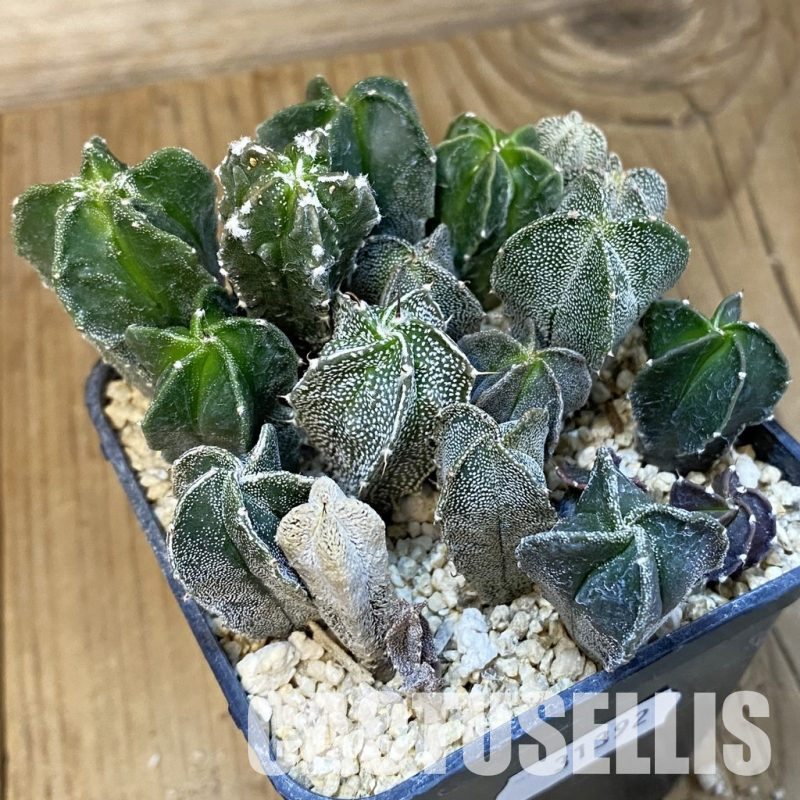 SH31392 Astrophytum myriostigma mix
