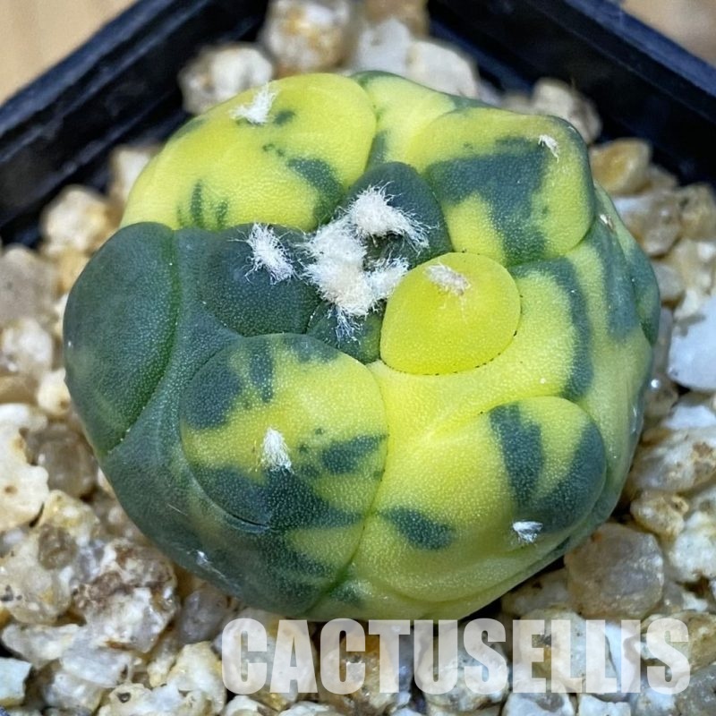 SH31393 Astrophytum asterias ‘Kikko’ f. variegata