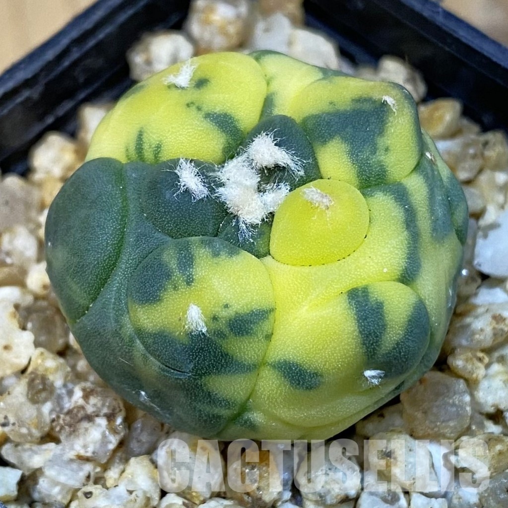 SH31393 Astrophytum asterias ‘Kikko’ f. variegata