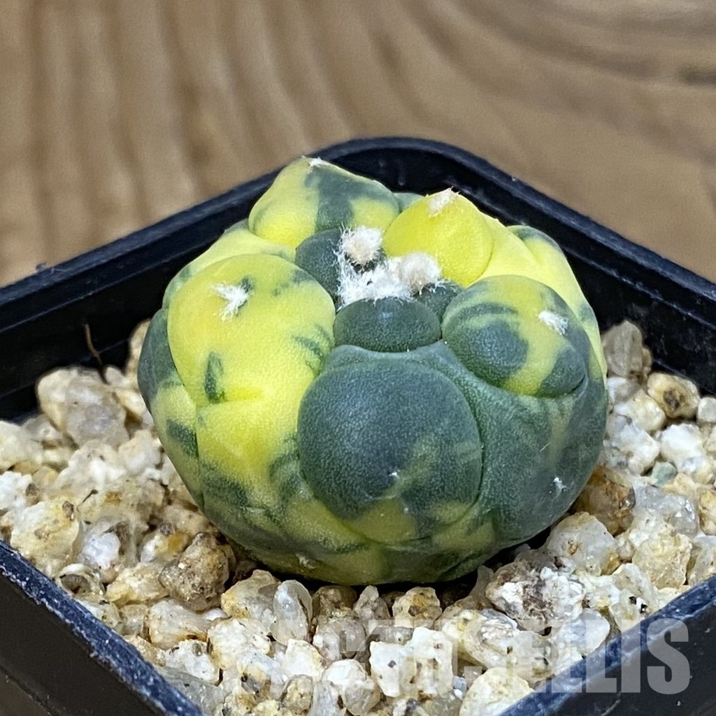 SH31393 Astrophytum asterias ‘Kikko’ f. variegata - Image 2