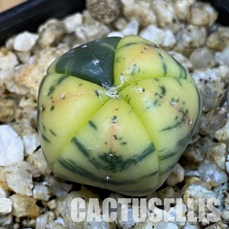 SH31394 Astrophytum asterias ‘Red Purple Skin’ f. variegata, 5-ribs