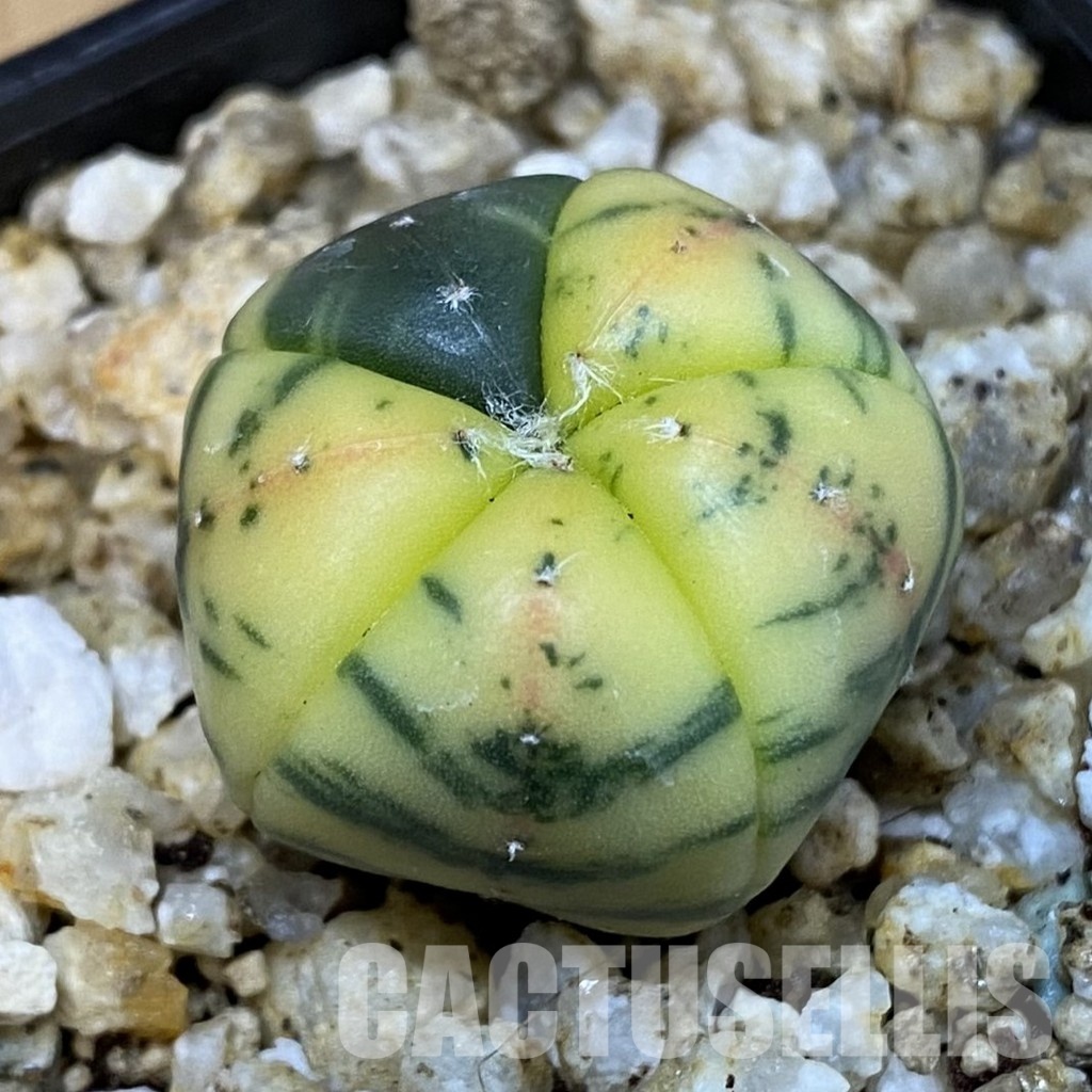 SH31394 Astrophytum asterias ‘Red Purple Skin’ f. variegata, 5-ribs