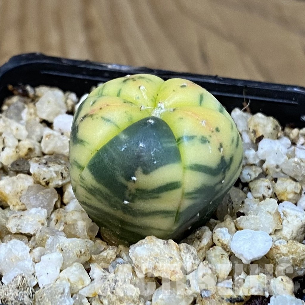 SH31394 Astrophytum asterias ‘Red Purple Skin’ f. variegata, 5-ribs - Image 2