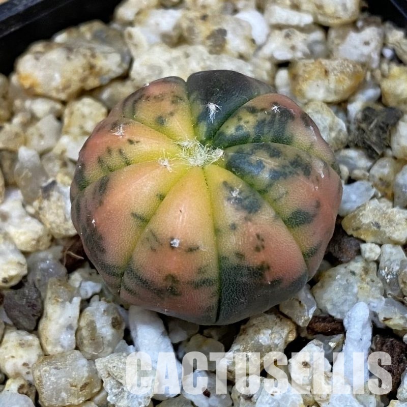 SH31395 Astrophytum asterias ‘Red Purple Skin’ f. variegata