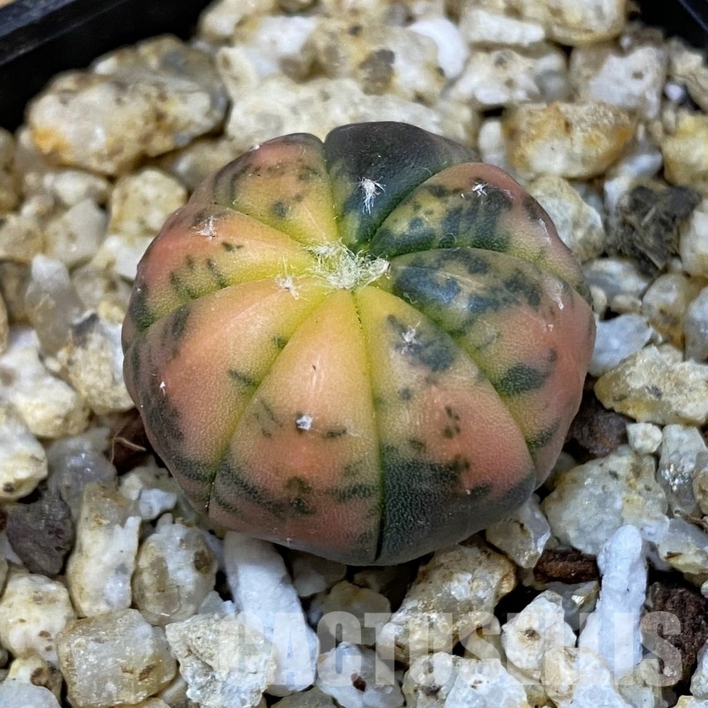 SH31395 Astrophytum asterias ‘Red Purple Skin’ f. variegata