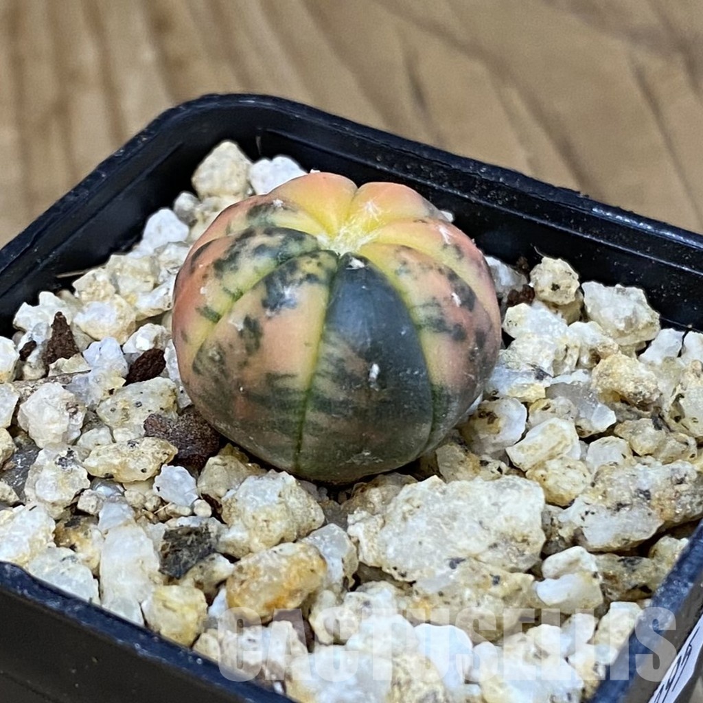 SH31395 Astrophytum asterias ‘Red Purple Skin’ f. variegata - Image 2