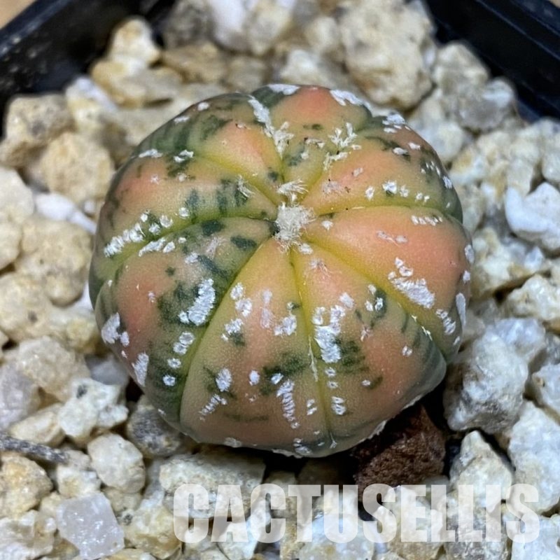 SH31396 Astrophytum asterias ‘Red Purple Skin’ f. variegata