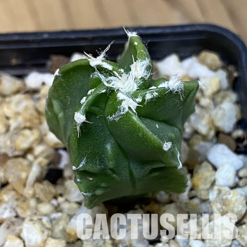 SH31397 Astrophytum myriostigma ‘Fukuryu’