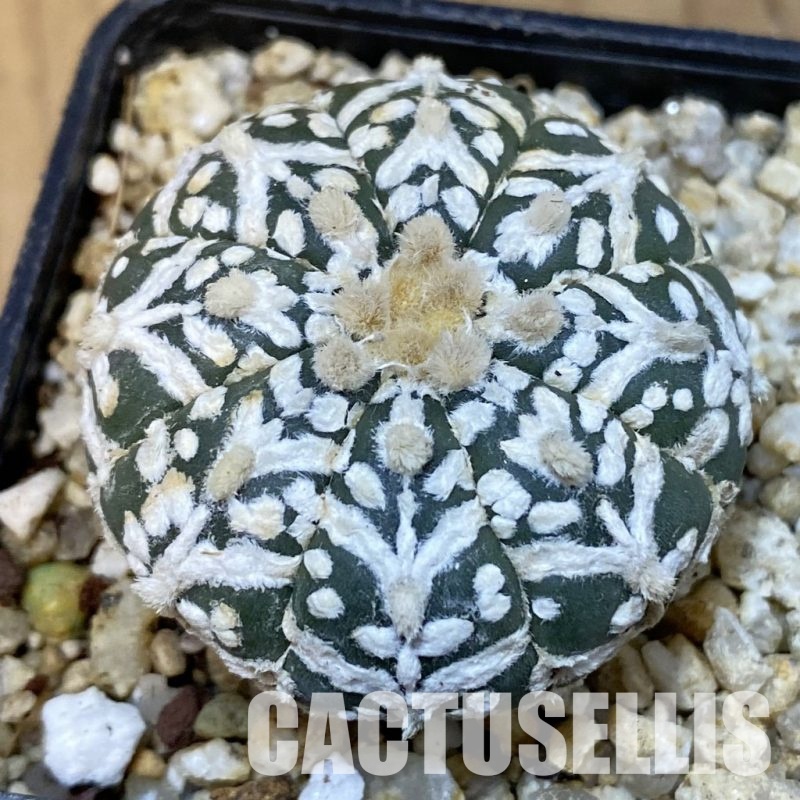 SH31398 Astrophytum asterias ‘Super Kabuto’ V-type