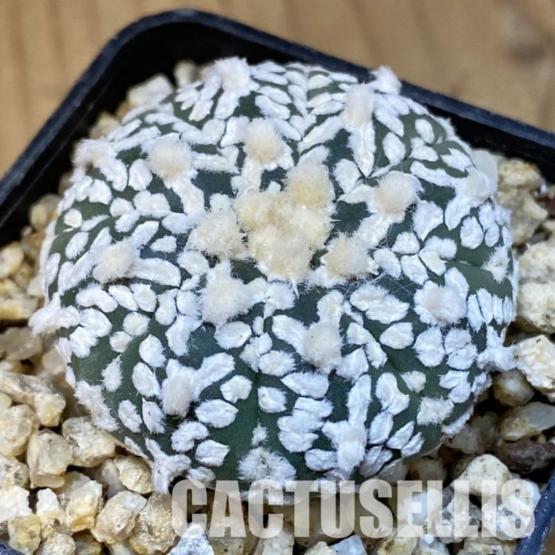 SH31399 Astrophytum asterias ‘Super Kabuto’ V-type