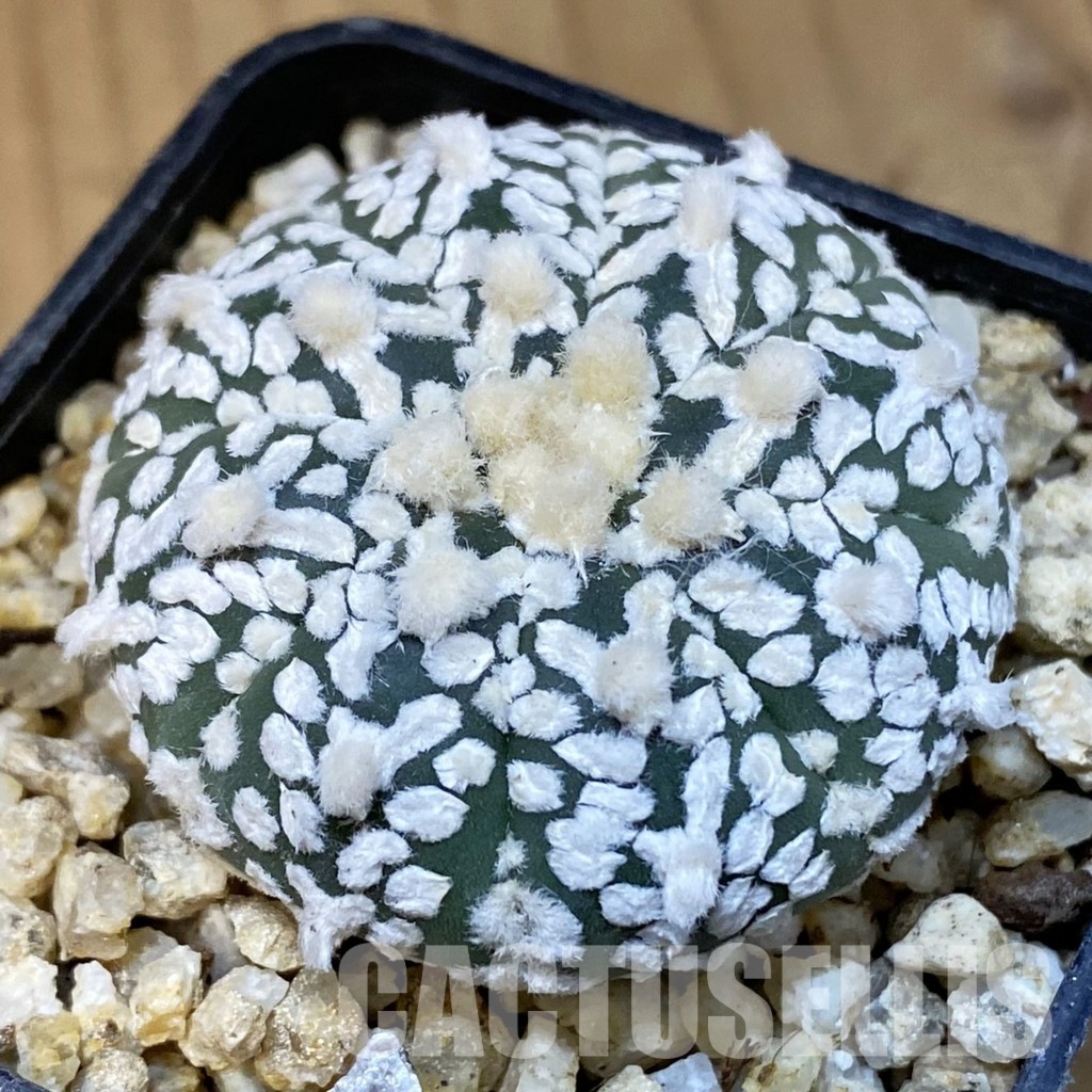 SH31399 Astrophytum asterias ‘Super Kabuto’ V-type