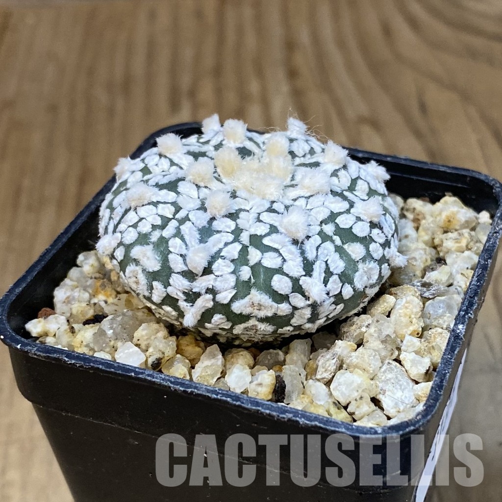 SH31399 Astrophytum asterias ‘Super Kabuto’ V-type – Image 2