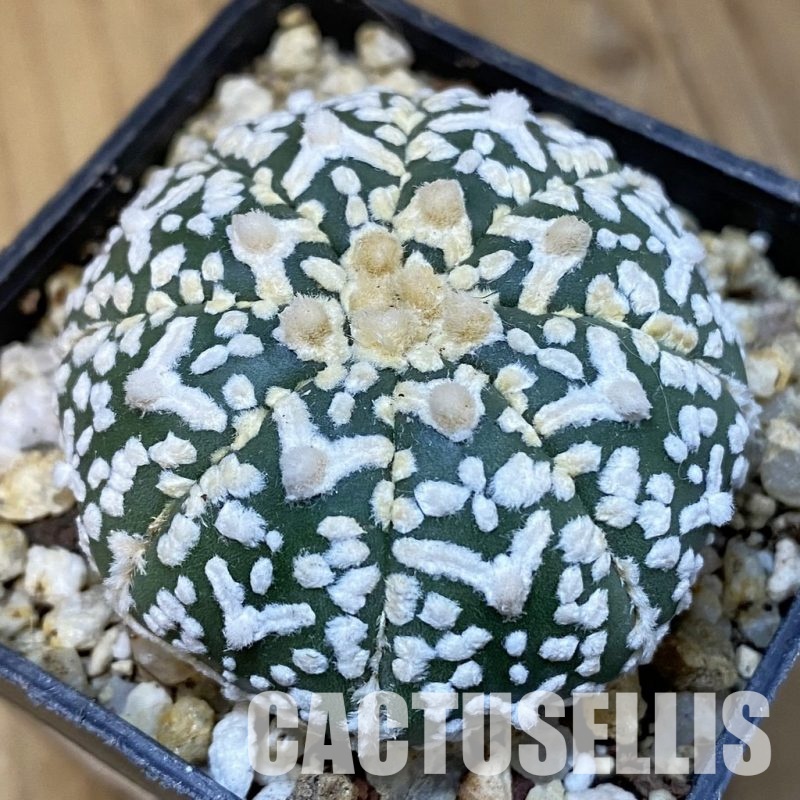 SH31400 Astrophytum asterias ‘Super Kabuto’ V-type