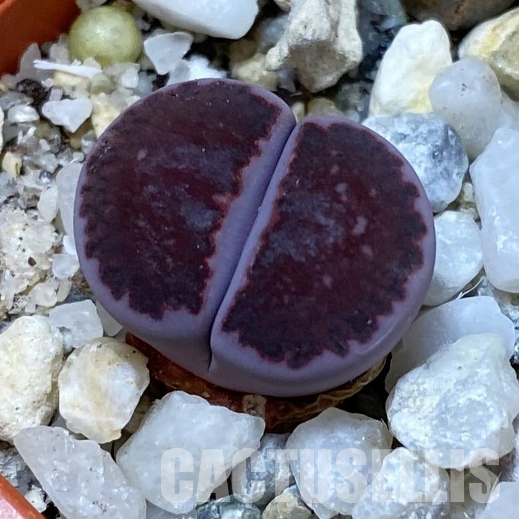 SH31445 Lithops salicola 'Sato's Violet' hybrid
