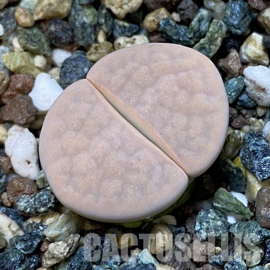 SH31489 Lithops karasmontana v. opalina