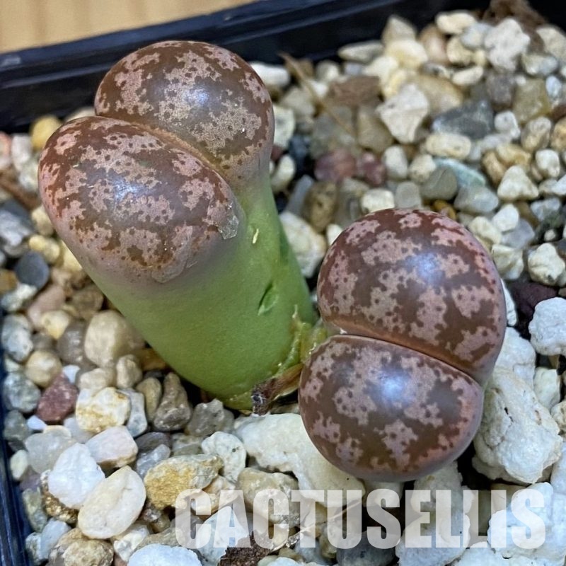 SH31490 Lithops coleorum