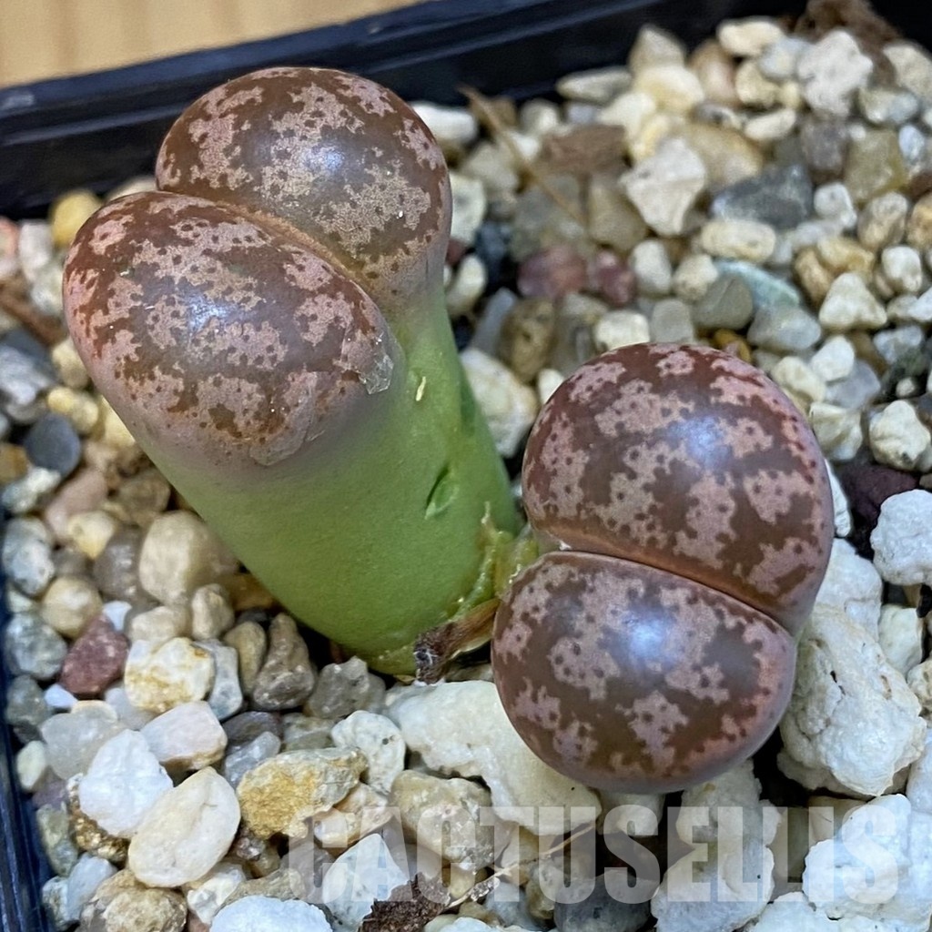 SH31490 Lithops coleorum