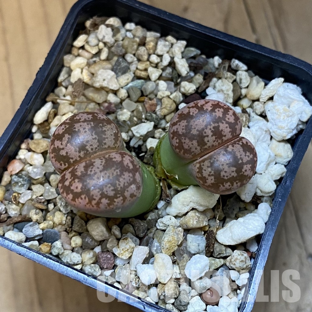 SH31490 Lithops coleorum - Image 2