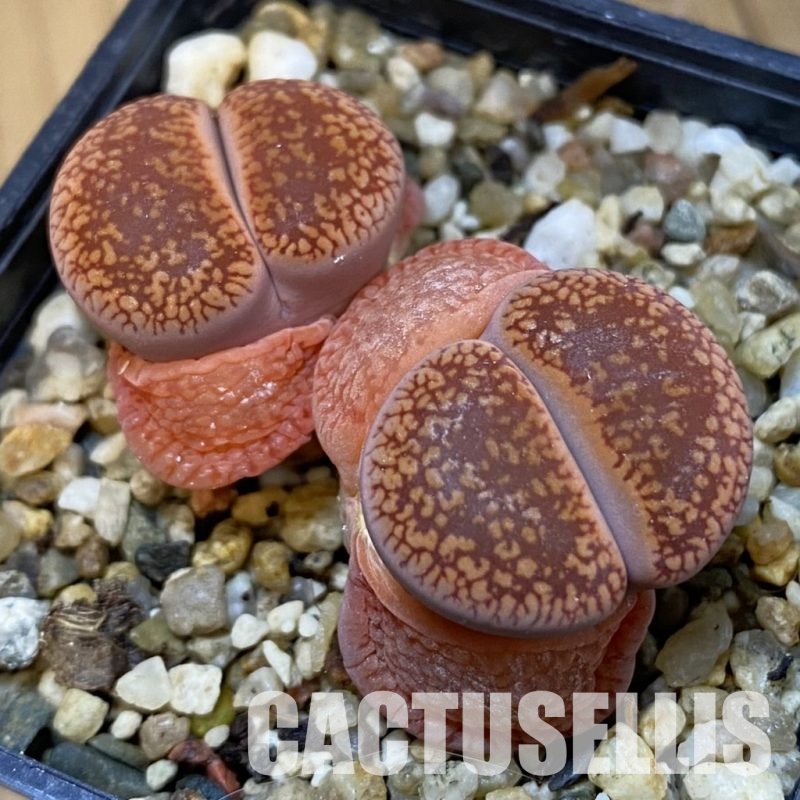 SH31492 Lithops aucampiae v. koelemanii C16