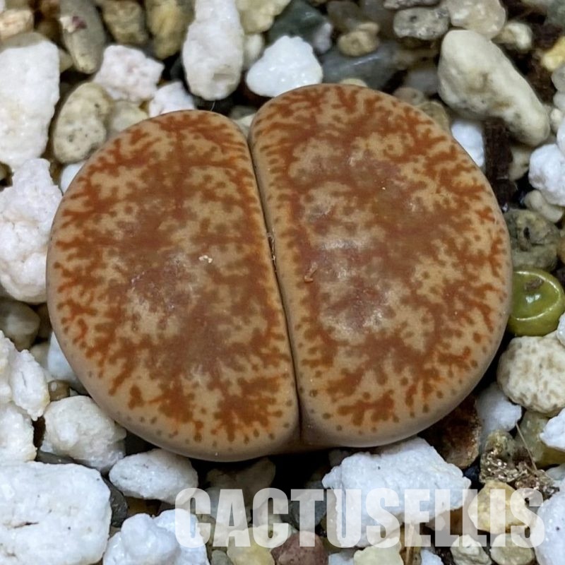 SH31493 Lithops pseudotruncatella