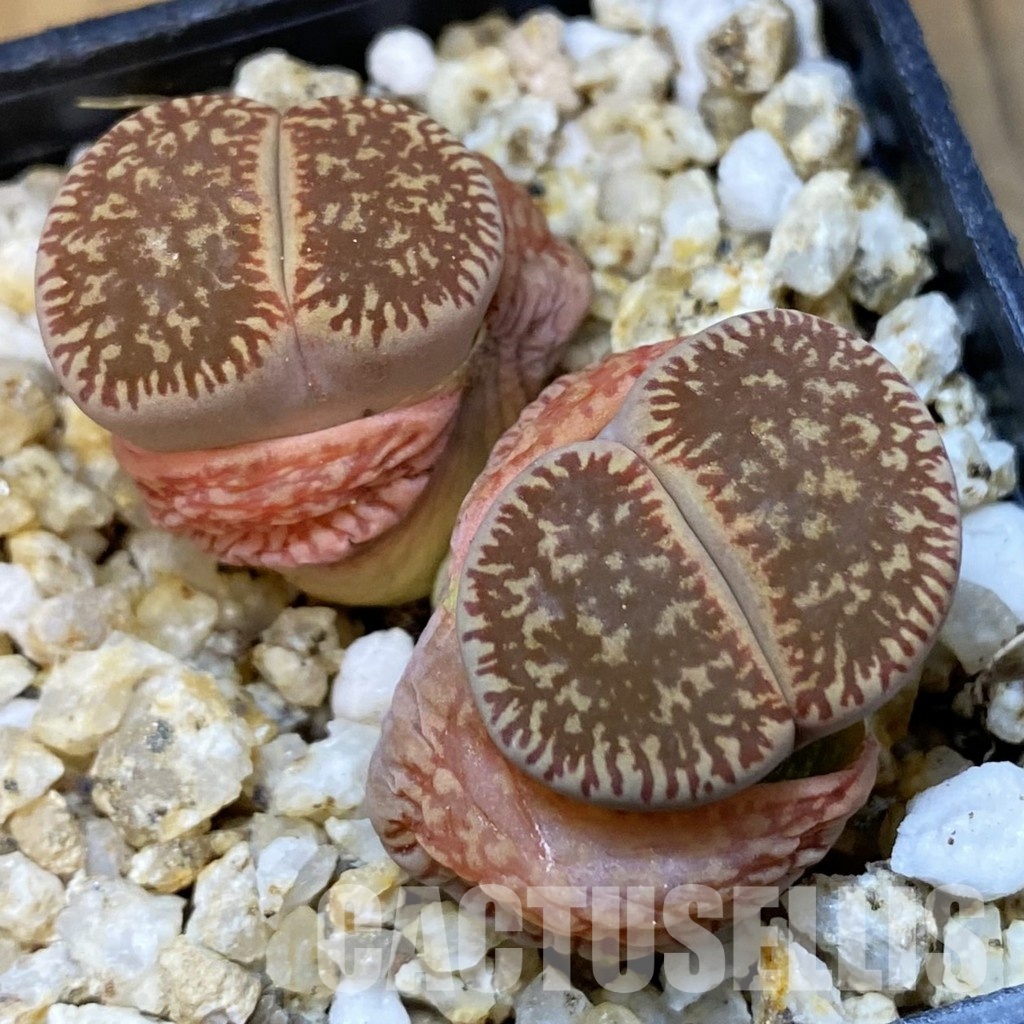 SH31494 Lithops aucampiae v. euniceae