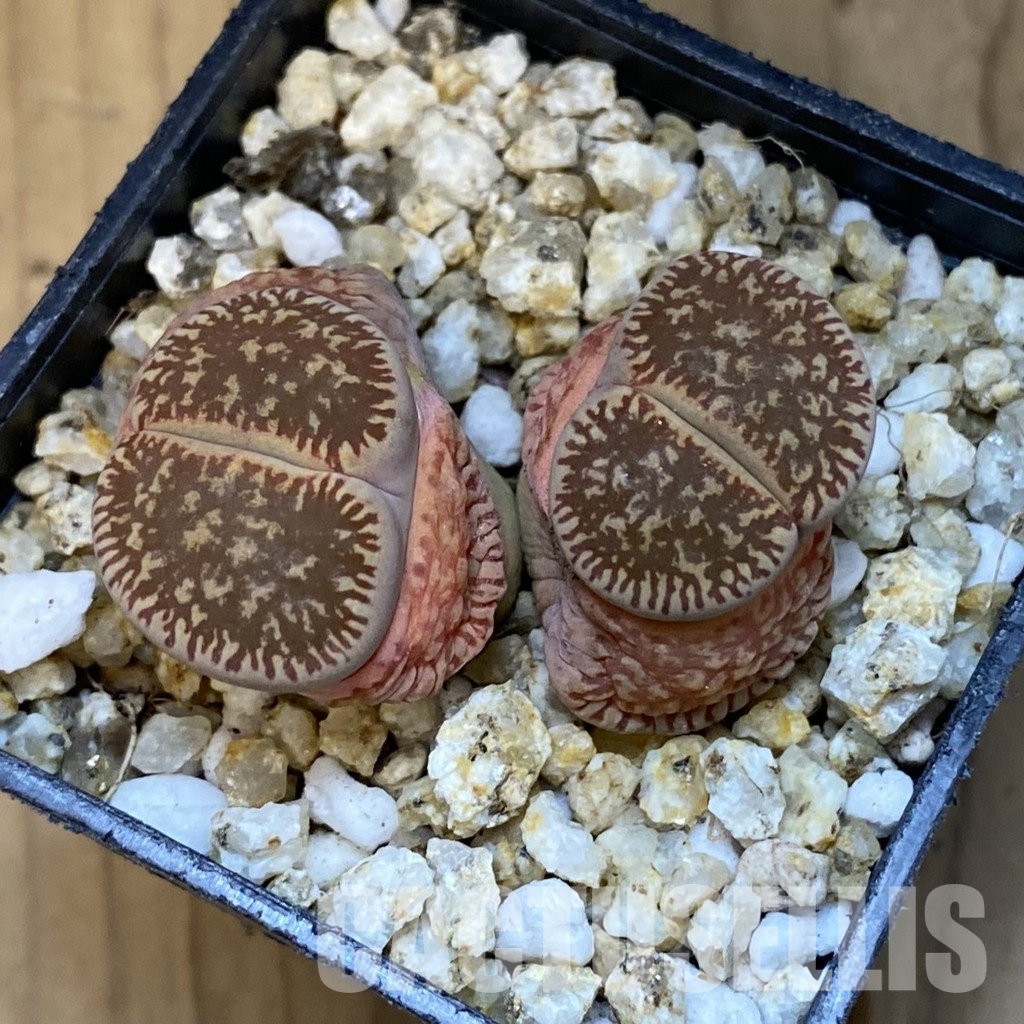 SH31494 Lithops aucampiae v. euniceae - Image 2