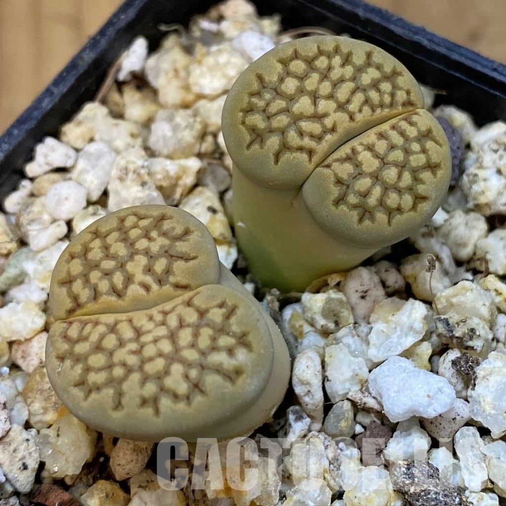 SH31496 Lithops hallii