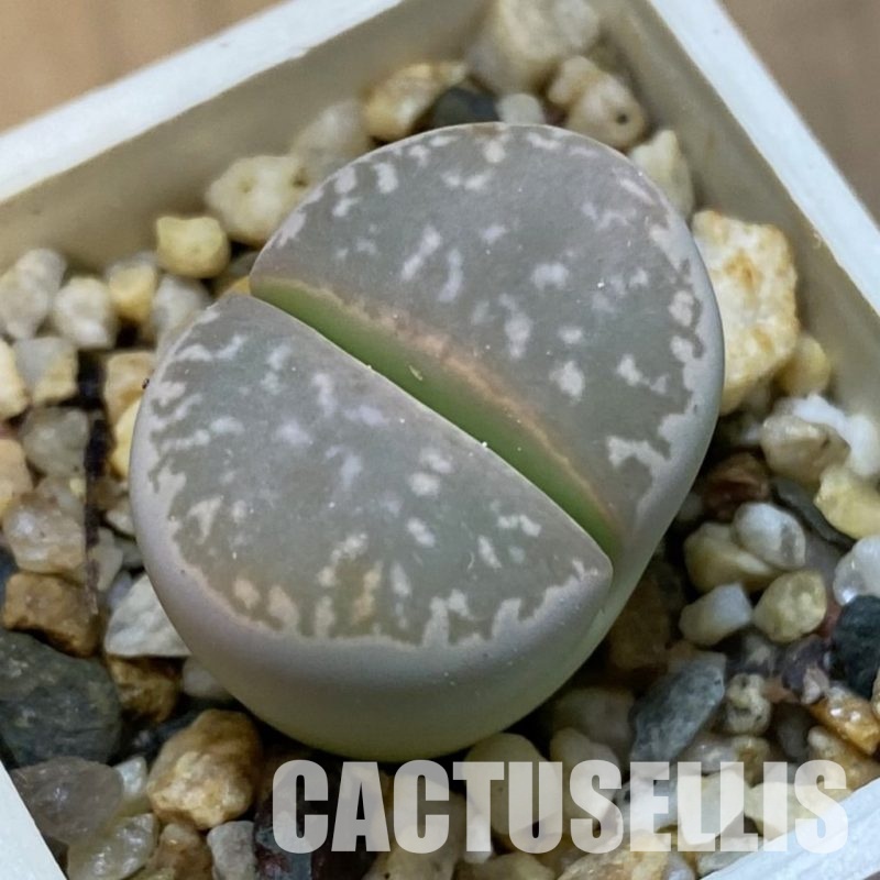 SH31446 Lithops marmorata