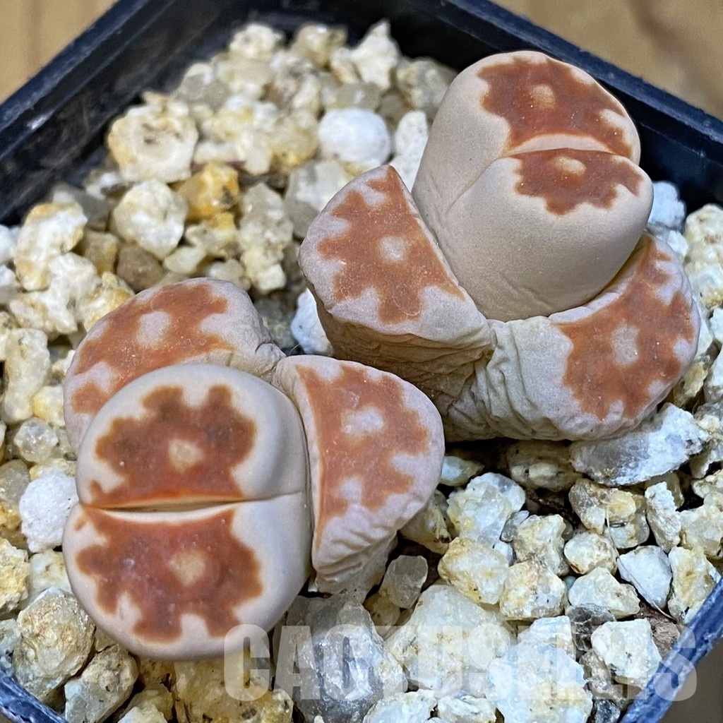 SH31497 Lithops karasmontana v. lateritia