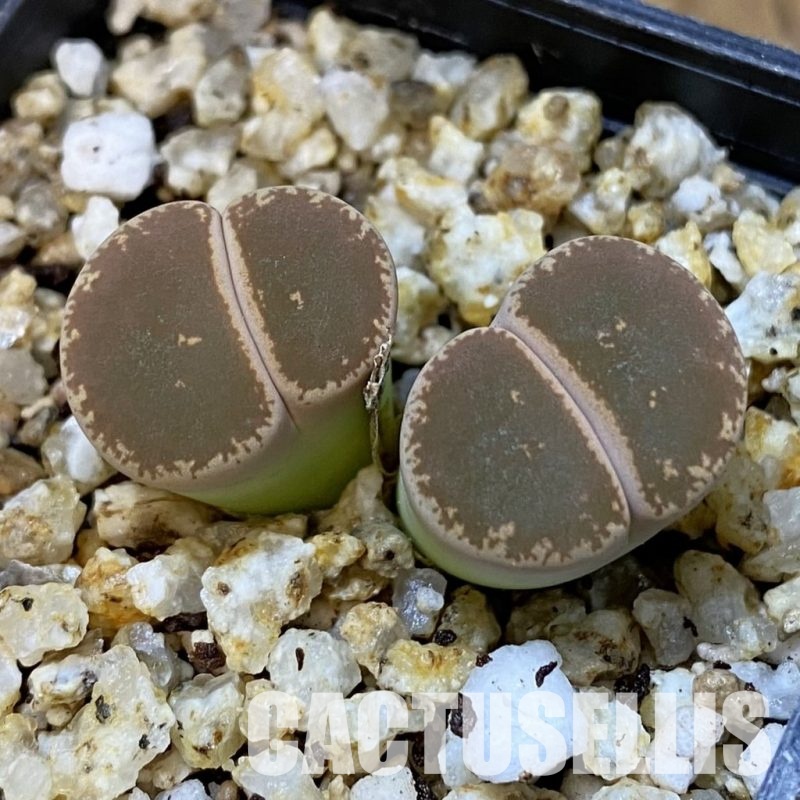 SH31500 Lithops lesliei v. maraisii
