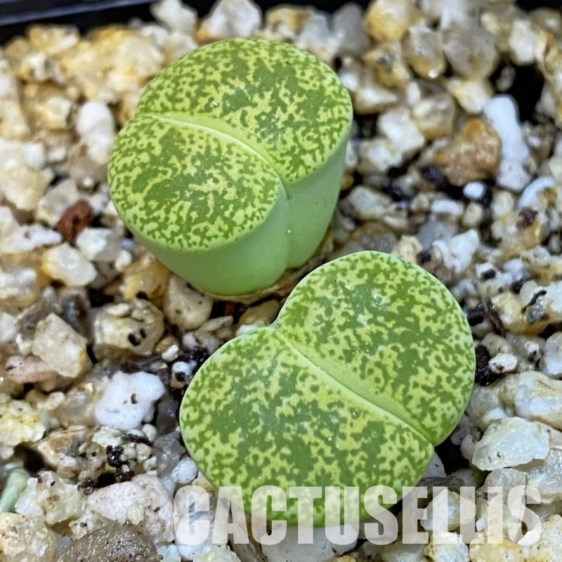 SH31501 Lithops lesliei ‘Albinica’