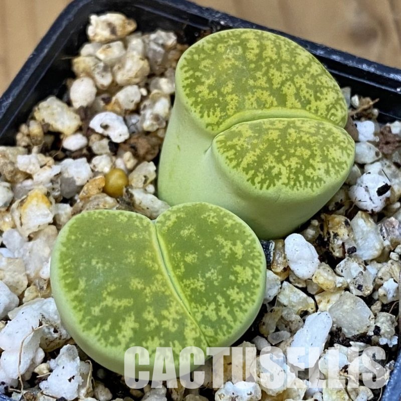 SH31502 Lithops lesliei ‘Albinica’