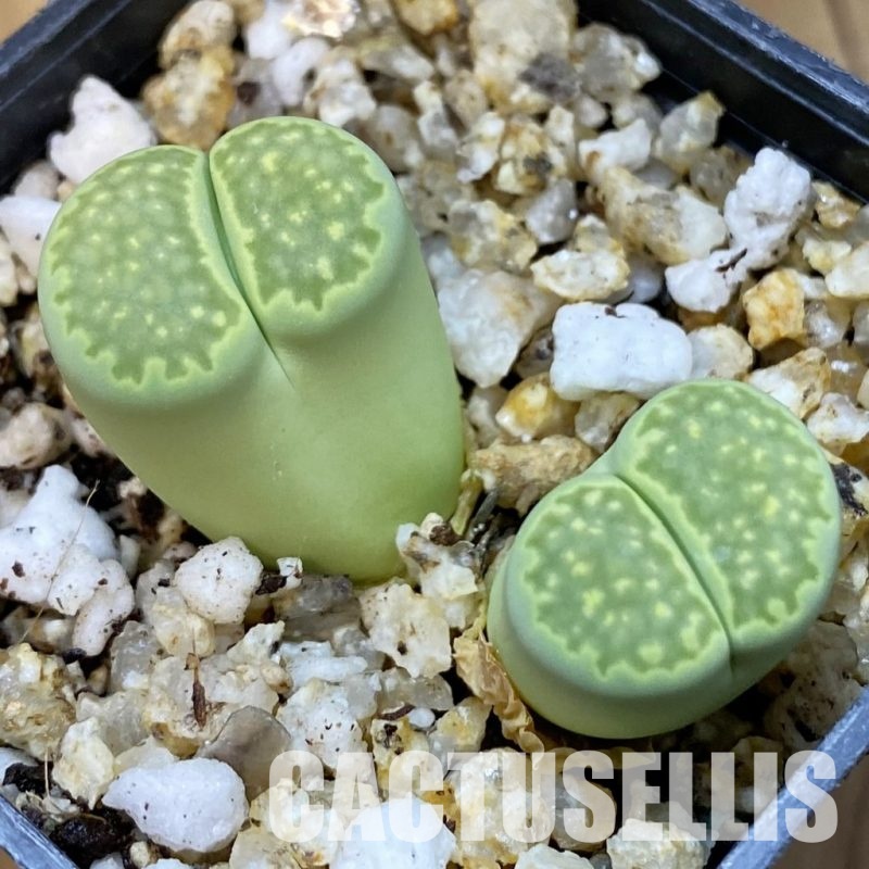SH31503 Lithops julii v. fulleri ‘Fuller Green’