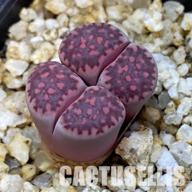 SH31505 Lithops salicola ‘Sato’s Violet’