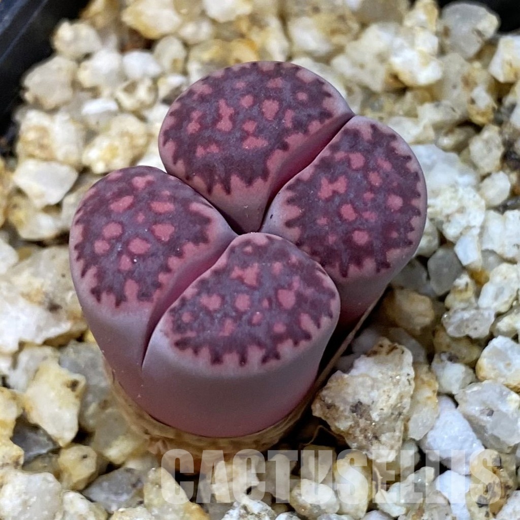 SH31505 Lithops salicola ‘Sato’s Violet’