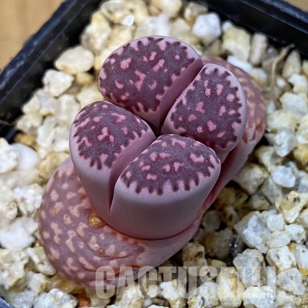 SH31506 Lithops salicola ‘Sato’s Violet’