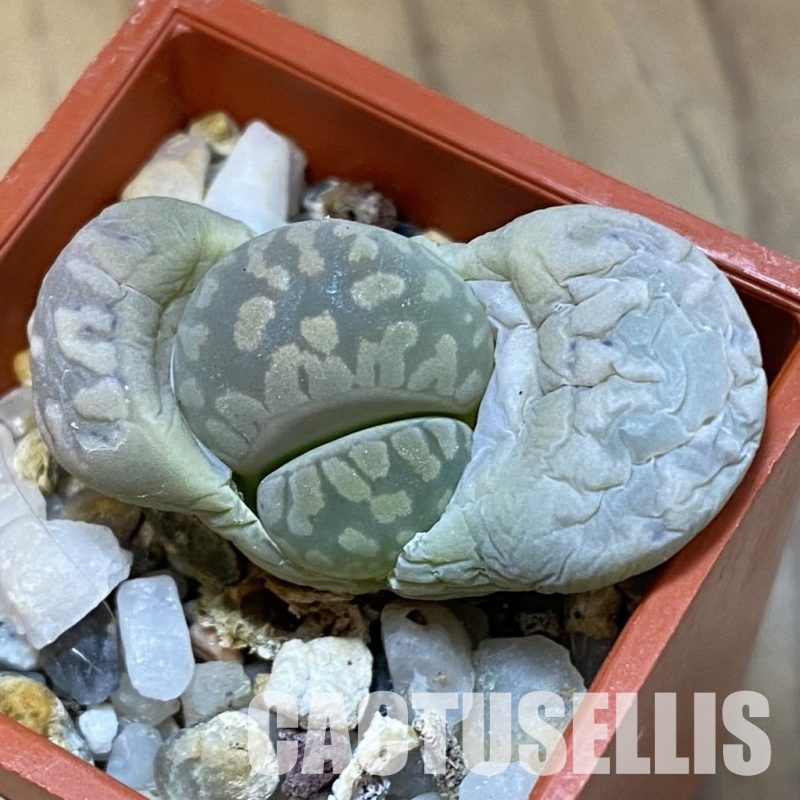 SH31448 Lithops otzeniana C350