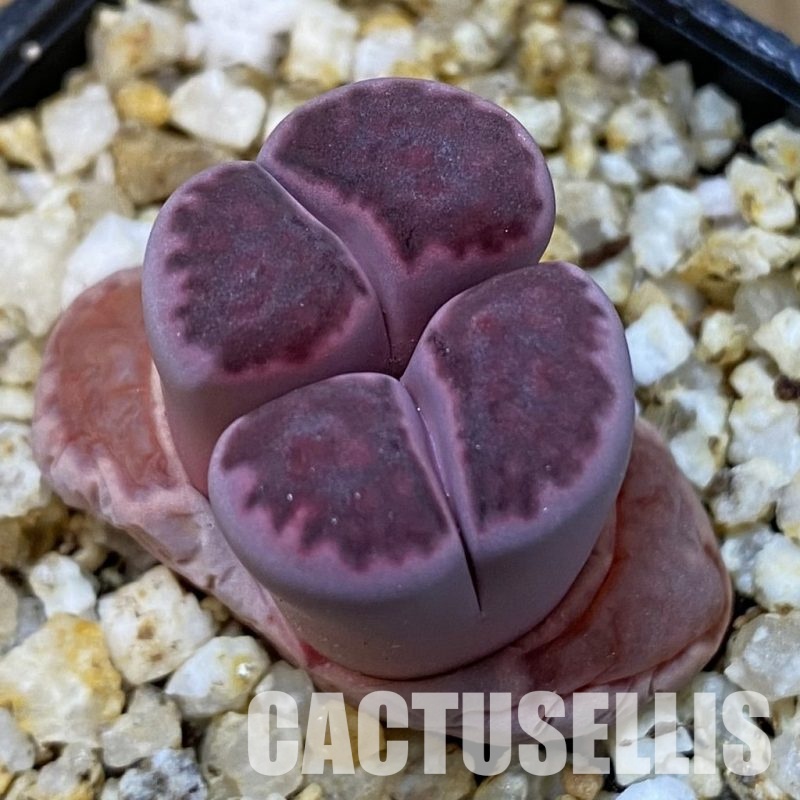 SH31507 Lithops salicola ‘Sato’s Violet’