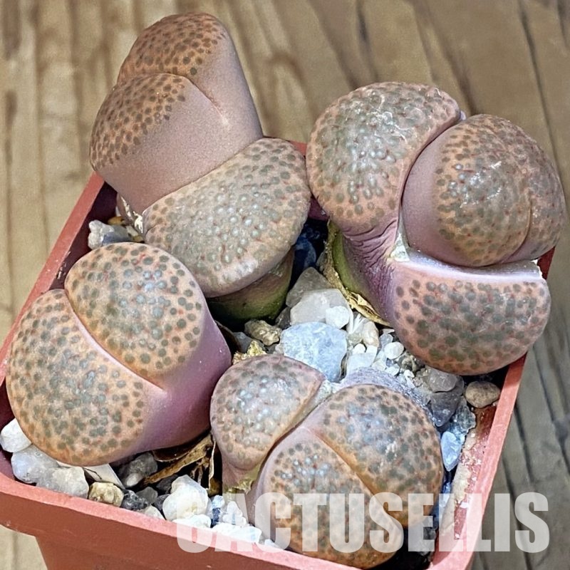 SH31508 Lithops fulviceps, 8 years old