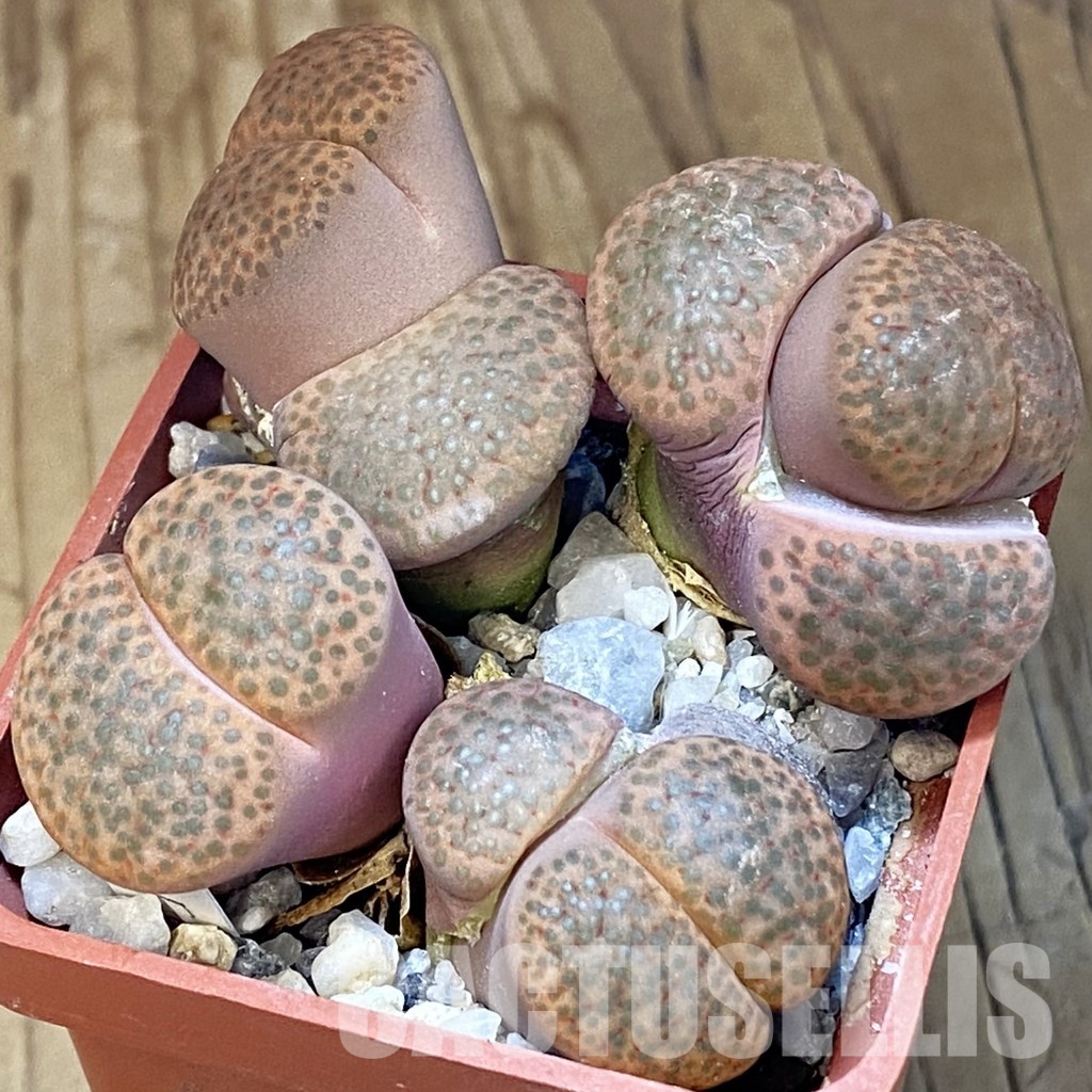 SH31508 Lithops fulviceps, 8 years old