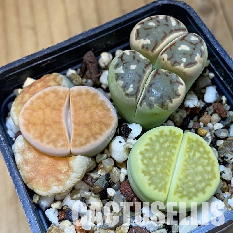 SH31509 Lithops mix