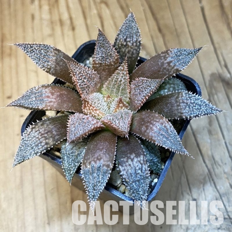 SH31510 Haworthia 'Hakuma'
