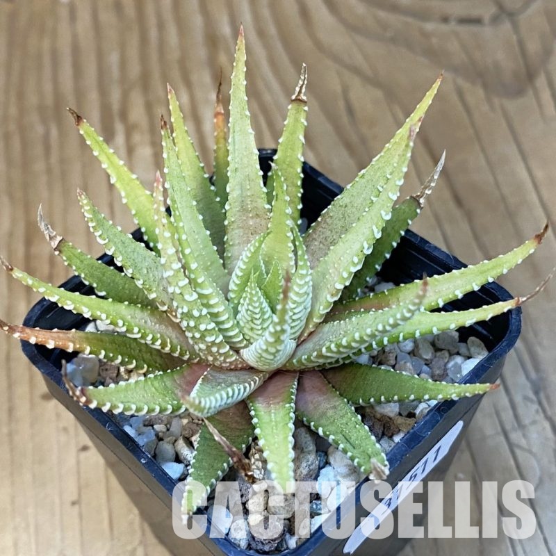 SH31511 Haworthia attenuata v.chlorofilarm