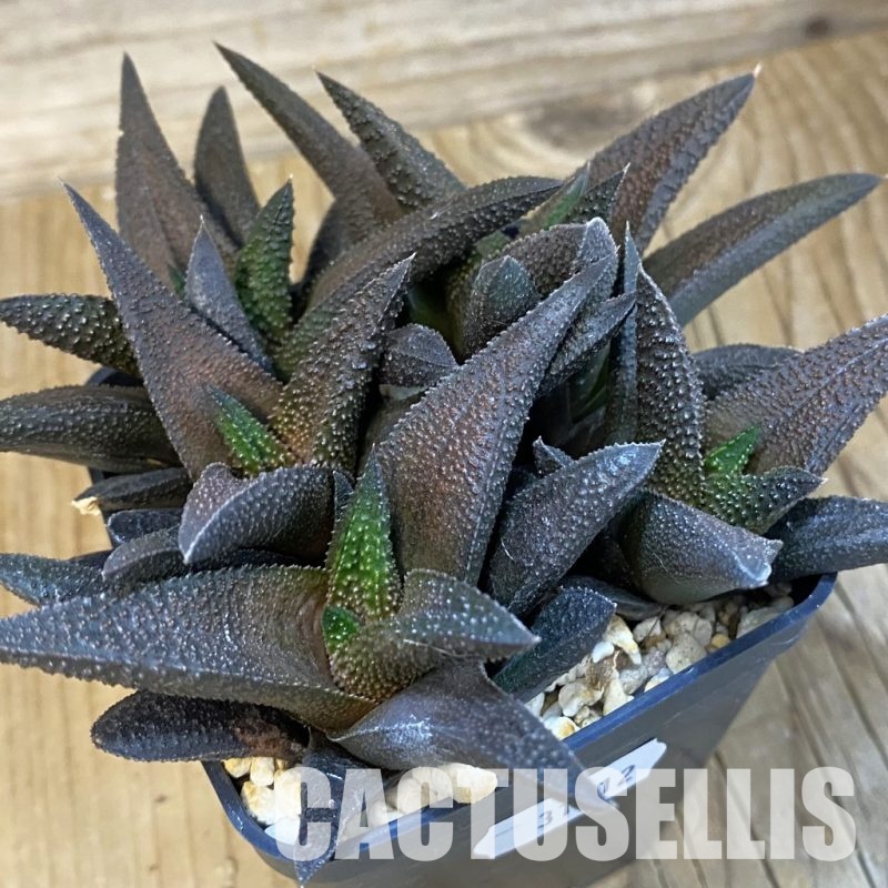 SH31512 Haworthia scabra x koelmaniorum